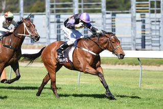 Bel Sorriso (NZ) Soars Beyond $5,000 Sale Price. Credit: Race Images, Palmerston North.